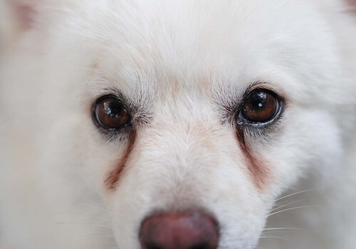 Zakaj nastanejo rjavi madeži okoli gobčka, tačk, oči in splovila?
