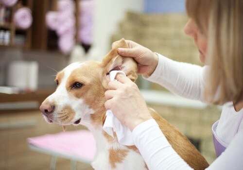 Čiščenje pasjih ušes