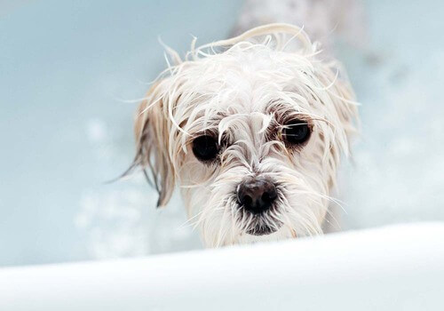 Moj pes ima alergijo na šampon, kaj naj naredim?