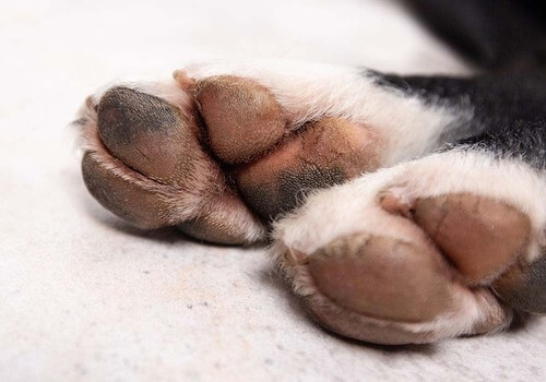 Nega pasjih blazinic