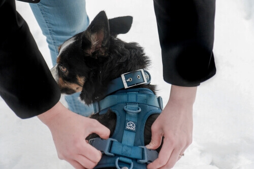 Oprsnica ali ovratnica?