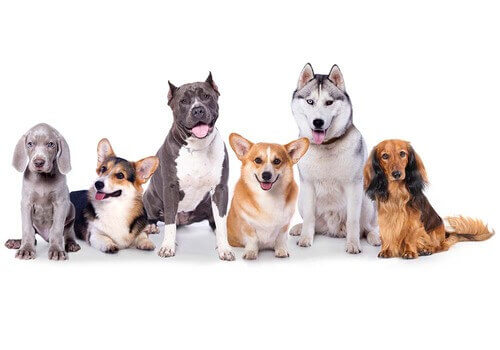 Zakaj potrebujem rodovnik za psa?