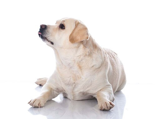 Ali je moj pes predebel ali presuh?