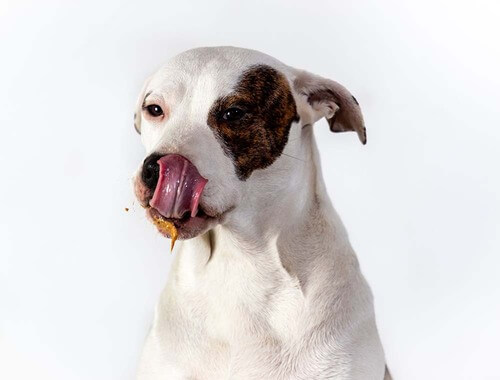 Zakaj moj pes je iztrebke?