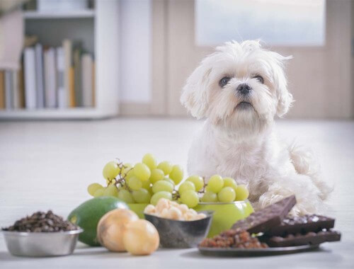 Česa psi ne smejo jesti