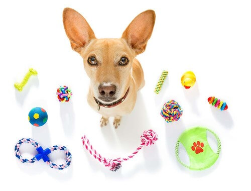 Ali psi vidijo barve?