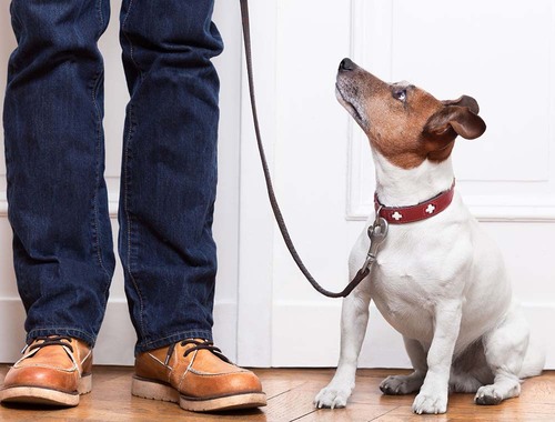 Ali me moj pes razume?