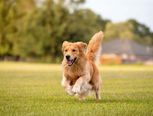 7 najbolj priljubljenih pasem psov