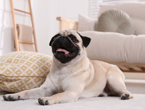 Pasme psov, ki ne lajajo