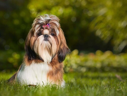 Shih Tzu (Šicu)