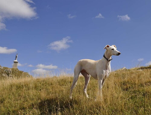 Veliki angleški hrt