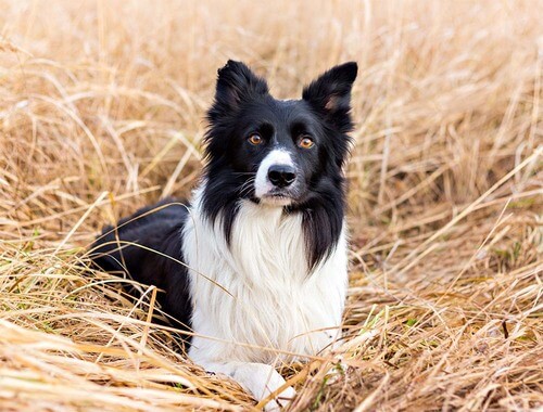 Border Collie (Borderski ovčar)