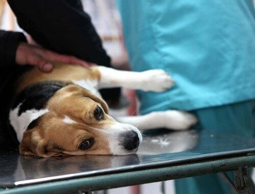 Zasuk želodca pri psu