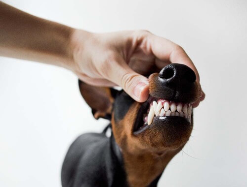 Bolezni zobovja pri psih