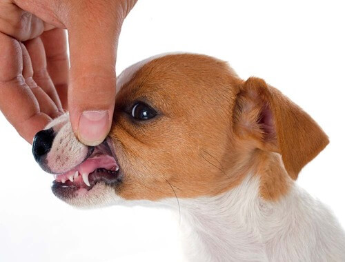 Menjava zobovja pri mladičkih