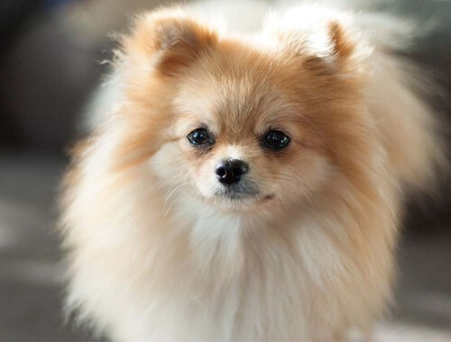 Kdaj lahko prvič skopam mladička?