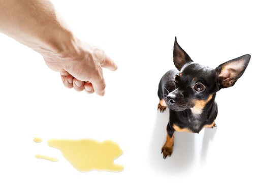 Navajanje mladička na hišno čistočo