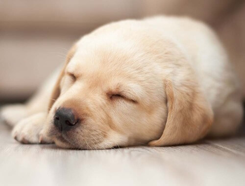 Kako dolgo morajo spati pasji mladički