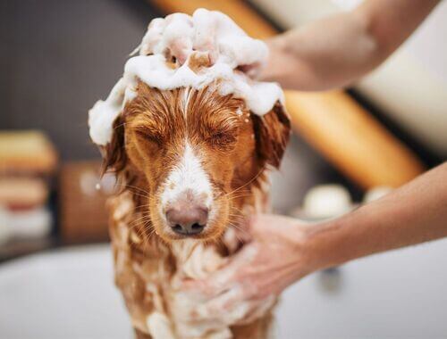 Kako pogosto lahko kopam psa?