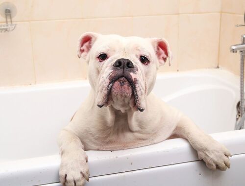 Zakaj balzam za vsak tip dlake?