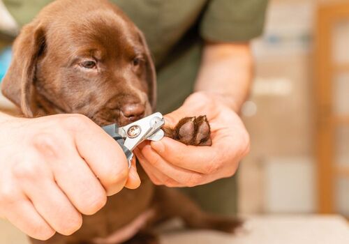 Krajšanje krempljev